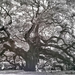 Historic Angel Oak Tree